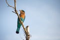 A stunning Indian Roller perched on a tree branch in Udawalawe n
