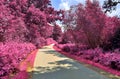 Stunning infrared view on purple fantasy landscapes with some ashpalt roads