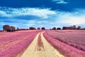 Stunning infrared view on purple fantasy landscapes with some ashpalt roads