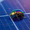 Futuristic Nature - Iridescent Insect on a Solar Panel Royalty Free Stock Photo