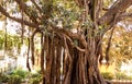 Stunning Italian Trees