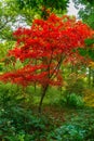 A stunning Japanese maple sapling in crimson autumn colours