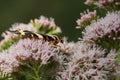 A pretty Jersey Tiger Moth, Euplagia quadripunctaria, nectaring on a flower.