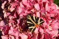 A stunning Jersey Tiger Moth Euplagia quadripunctaria perching on a Hydrangea flower.