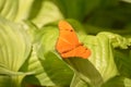 Stunning Julia moth sitting on a bed of green leaves Royalty Free Stock Photo