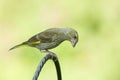 A stunning juvenile Greenfinch Carduelis chloris perchich on a metal post.