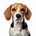 Stunning 8k Portrait Of Beagle With Bright White Eyes