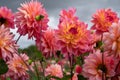 Stunning Kens Rarity dahlias, photographed in a garden near St Albans, Hertfordshire, UK in late summer on a cloudy day. Royalty Free Stock Photo