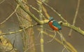 A stunning Kingfisher Alcedo atthis sitting on a branch in a tree. Royalty Free Stock Photo