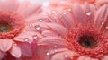 Stunning Lake Image: Pink Gerberas With Water Droplets In Soft Morning Light