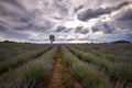 Blooming lavender field with alone tree at cloudy day Royalty Free Stock Photo