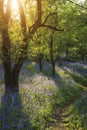 Stunning landscape of bluebell forest in Spring in English count Royalty Free Stock Photo