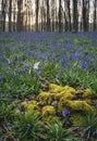 Stunning landscape of bluebell forest in Spring in English count Royalty Free Stock Photo