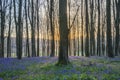 Stunning landscape of bluebell forest in Spring in English count Royalty Free Stock Photo