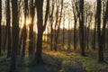 Stunning landscape of bluebell forest in Spring in English count Royalty Free Stock Photo