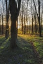 Stunning landscape of bluebell forest in Spring in English count Royalty Free Stock Photo