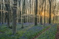 Stunning landscape of bluebell forest in Spring in English count Royalty Free Stock Photo
