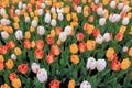 Stunning landscape of colorful variety in Springtime Tulips Royalty Free Stock Photo