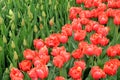 Stunning landscape of colorful variety in Springtime Tulips Royalty Free Stock Photo