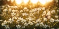 Stunning landscape with daisies field