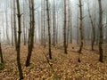 Stunning landscape featuring an array of diverse trees shrouded in a mysterious fog