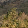 Stunning landscape image of countryside around Rydal Water in UK Lake District during Spring sunrise Royalty Free Stock Photo