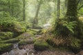 Stunning landscape image of Golitha Falls in Devon on misty Summer morning with stream flowing through woodland Royalty Free Stock Photo