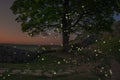 Beautiful Landscape Image Of Sunset With Fireflies Flying Around