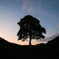 Beautiful landscape image of Sycamore Gap at Hadrian`s Wall in N