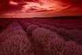 Stunning landscape with lavender field and amazing sky