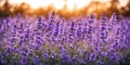 Stunning landscape with lavender field