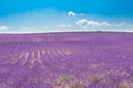 Provence, France. Lavender field at sunset. Lavender field summer sunset landscape near Valensole, Provence, France Royalty Free Stock Photo