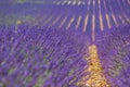 Provence, France. Lavender field at sunset. Lavender field summer sunset landscape near Valensole, Provence, France Royalty Free Stock Photo