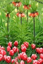 Stunning landscape of Red Crown Imperial Tulips Royalty Free Stock Photo