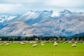 A stunning landscape scene of the agriculture in a rural area in New Zealand with a flock of sheep on a green grassland in the