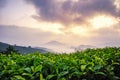 Stunning landscape scenery at early morning. closeup shot tea tree over foggy mountain Royalty Free Stock Photo