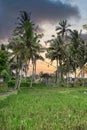 Stunning landscape view of a picturesque rice field surrounded by an array of palm trees