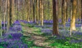 Bluebells of Belgium Blue Forest. Hiking path through amazing colorful Hallerbos. Royalty Free Stock Photo