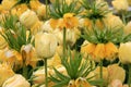 Stunning landscape of Yellow Crown Imperial Tulips Royalty Free Stock Photo