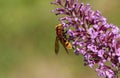 A large hornet mimic Hoverfly, Volucella zonaria, nectaring on a Buddleia flower.