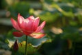 Stunning large pink lotus flower blossom in full bloom outdoors surrounded by lush greenery