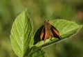 A stunning Large Skipper Butterfly, Ochlodes sylvanus, perching on a leaf in a meadow. Royalty Free Stock Photo