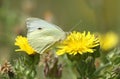 A pretty Large White Butterfly Pieris brassicae nectaring on a yellow flower.