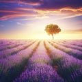 Stunning lavender field landscape Summer sunset with single tree Royalty Free Stock Photo