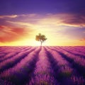 Stunning lavender field landscape Summer sunset with single tree Royalty Free Stock Photo