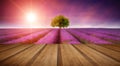 Stunning lavender field landscape Summer sunset with single tree Royalty Free Stock Photo