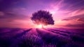 Stunning Lavender Fields at Sunset with a Solitary Tree, Purple Hues Dominate the Landscape. Ideal for Backgrounds and Royalty Free Stock Photo