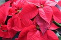 Stunning leaves on Christmas poinsettia plants set on table at garden nursery Royalty Free Stock Photo