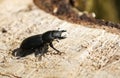 A Lesser Stag Beetle, Dorcus parallelipipedus, walking across a rotting log in woodland in the UK. Royalty Free Stock Photo