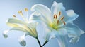 Stunning Lily Flower In Vase On Light Blue Background Royalty Free Stock Photo